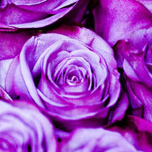 【新手入门版】零基础的ddos攻击工具